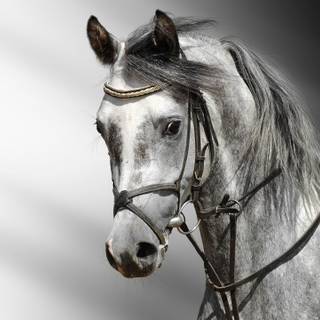 Grey horses wallpaper