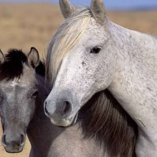 Grey horses wallpaper