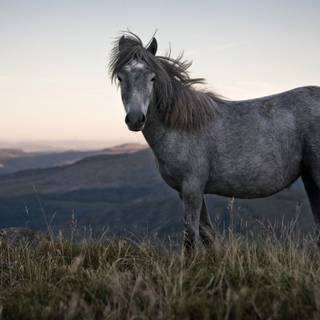 Grey horses wallpaper