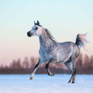 Grey horses wallpaper