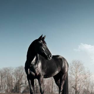Black horse phone wallpaper