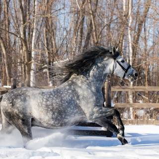 Grey horses wallpaper