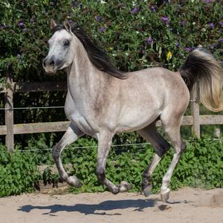 Grey horses wallpaper