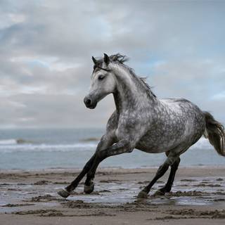 Grey horses wallpaper