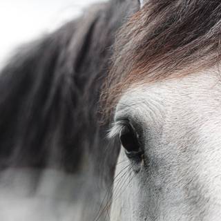 Grey horses wallpaper