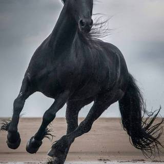 Horses phone wallpaper