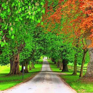 Plant trees wallpaper