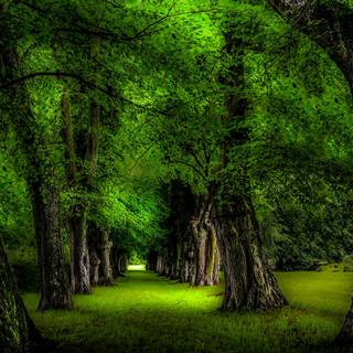 Plant trees wallpaper