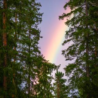 Plant trees wallpaper