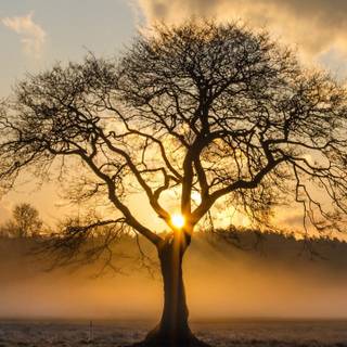 Plant trees wallpaper