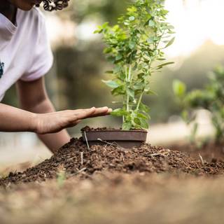 Plant trees wallpaper