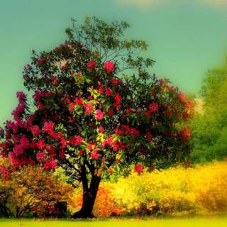 Plant trees wallpaper