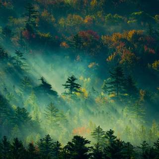 Plant trees wallpaper