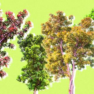 Plant trees wallpaper