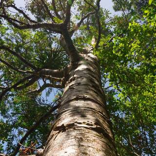 Plant trees wallpaper