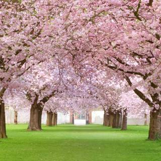 Plant trees wallpaper