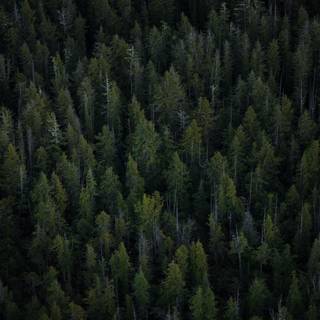 Plant trees wallpaper