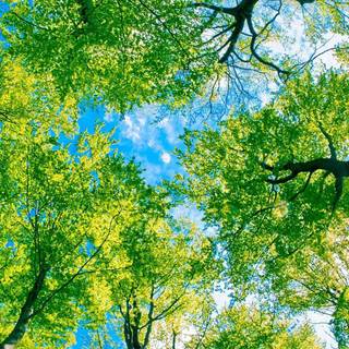 Plant trees wallpaper