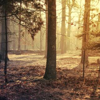 Plant trees wallpaper