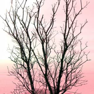 Plant trees wallpaper