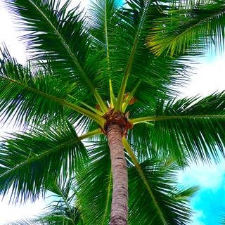 Plant trees wallpaper