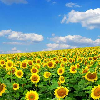 Full screen spring wallpaper