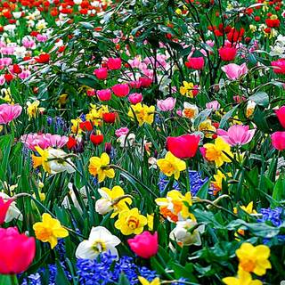 Full screen spring wallpaper