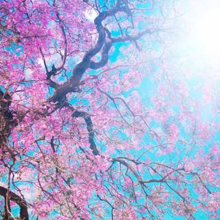 Full screen spring wallpaper