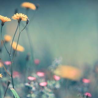 Full screen spring wallpaper