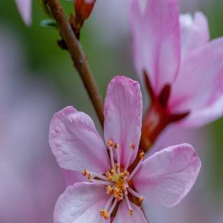 Full screen spring wallpaper