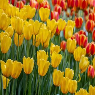 Full screen spring wallpaper