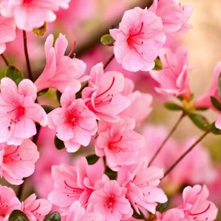 Full screen spring wallpaper