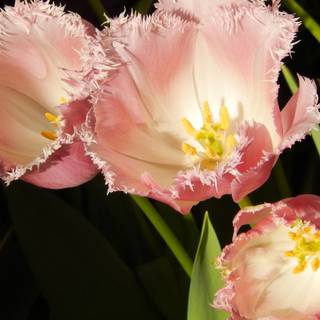 Full screen spring wallpaper