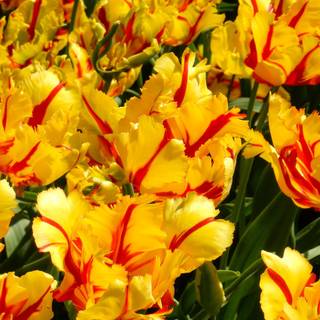 Full screen spring wallpaper