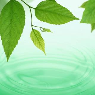 Full screen spring wallpaper