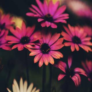 Full screen spring wallpaper