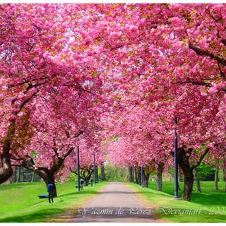 Full screen spring wallpaper