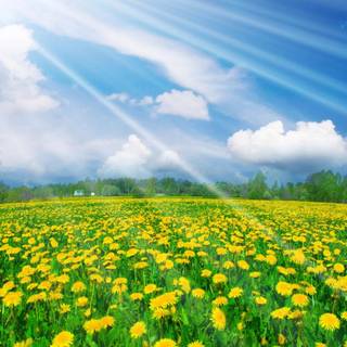 Full screen spring wallpaper