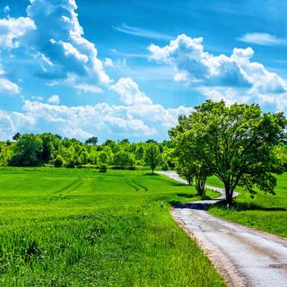 Country summer landscape wallpaper