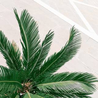 Summer mimimal wallpaper