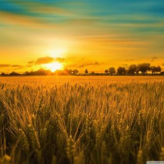 Country summer landscape wallpaper