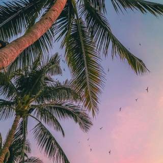 Palm tree summer aesthetic wallpaper