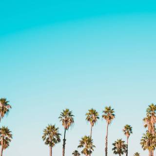Palm tree summer aesthetic wallpaper
