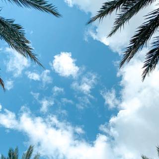 Palm tree summer aesthetic wallpaper