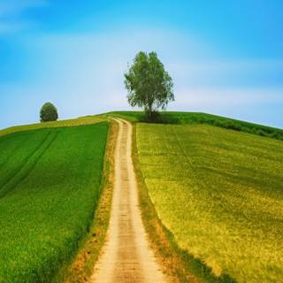 Country summer landscape wallpaper