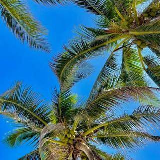 Palm tree summer aesthetic wallpaper