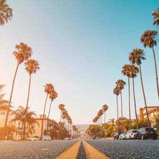 Palm tree summer aesthetic wallpaper