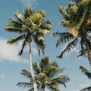 Palm tree summer aesthetic wallpaper