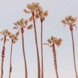 Palm tree summer aesthetic wallpaper
