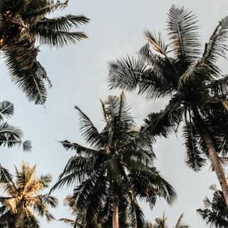 Palm tree summer aesthetic wallpaper